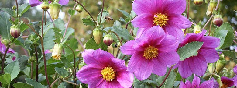 Dahlia pinnata