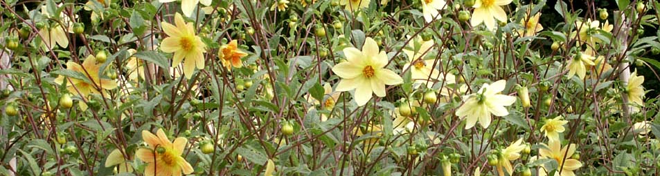 Dahlia coccinea