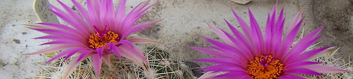Escobaria vivipara